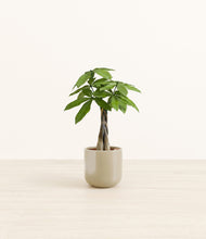 Load image into Gallery viewer, Sage Green*****Profile