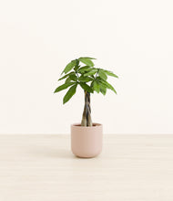 Load image into Gallery viewer, Sandy Pink*****Profile