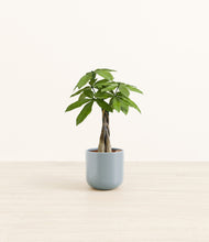 Load image into Gallery viewer, Misty Blue*****Profile