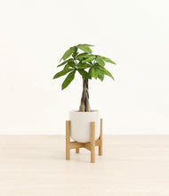 Load image into Gallery viewer, Cotton White stand:bamboo