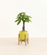 Load image into Gallery viewer, Key Lime Yellow stand:bamboo
