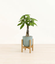 Load image into Gallery viewer, Reactive Aqua stand:bamboo