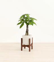 Load image into Gallery viewer, Cotton White stand:walnut