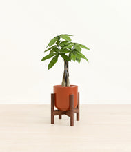 Load image into Gallery viewer, Glossy Red stand:walnut