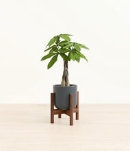 Load image into Gallery viewer, Iron Gray stand:walnut