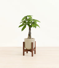 Load image into Gallery viewer, Sage Green stand:walnut