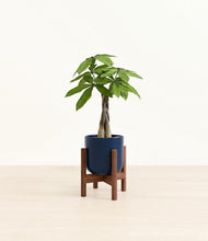 Load image into Gallery viewer, Twilight Blue stand:walnut