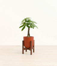 Load image into Gallery viewer, Earth Red stand:walnut