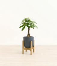 Load image into Gallery viewer, Iron Gray stand:bamboo