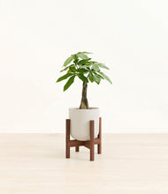 Load image into Gallery viewer, Natural Bamboo stand:walnut