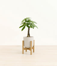Load image into Gallery viewer, Natural Bamboo stand:bamboo