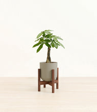 Load image into Gallery viewer, Sage Green stand:walnut