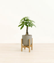 Load image into Gallery viewer, Sage Green stand:bamboo