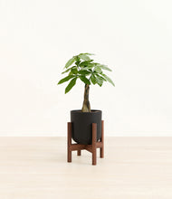 Load image into Gallery viewer, Stone Black stand:walnut