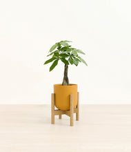 Load image into Gallery viewer, Sunset Orange stand:bamboo