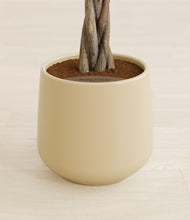 Load image into Gallery viewer, Almond Green stand:all