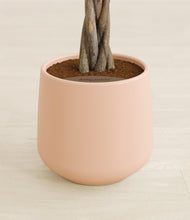 Load image into Gallery viewer, Gentle Pink stand:all