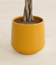 Load image into Gallery viewer, Mustard stand:all