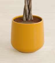 Load image into Gallery viewer, Mustard stand:all