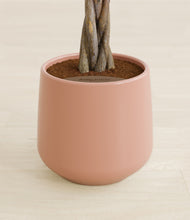 Load image into Gallery viewer, Calm Rose stand:all