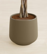 Load image into Gallery viewer, Olive stand:all