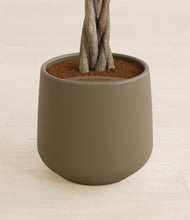 Load image into Gallery viewer, Olive stand:all