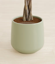 Load image into Gallery viewer, Turquoise stand:all