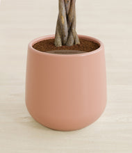 Load image into Gallery viewer, Calm Rose stand:all