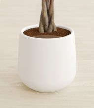 Load image into Gallery viewer, White stand:all