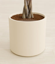 Load image into Gallery viewer, Cream stand:all