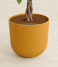 Load image into Gallery viewer, Sunset Orange stand:all