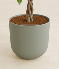 Load image into Gallery viewer, Sage Green stand:all