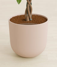 Load image into Gallery viewer, Sandy Pink stand:all