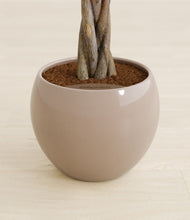 Load image into Gallery viewer, Desert Brown stand:all