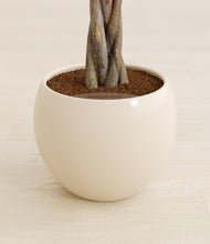 Load image into Gallery viewer, Shiny EggWhite stand:all