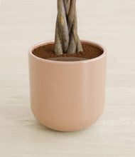 Load image into Gallery viewer, Glossy Pink stand:all