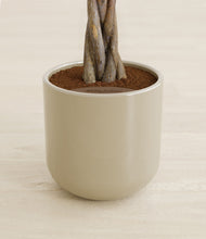Load image into Gallery viewer, Sage Green stand:all