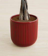 Load image into Gallery viewer, Striped Cherry Red stand:all
