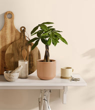 Load image into Gallery viewer, Striped Peach Pink