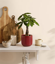 Load image into Gallery viewer, Striped Cherry Red