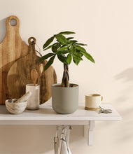 Load image into Gallery viewer, Sage Green