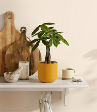 Load image into Gallery viewer, Sunset Orange