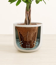 Load image into Gallery viewer, Natural Bamboo