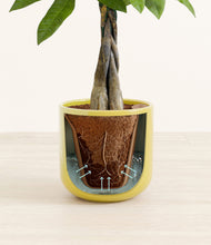 Load image into Gallery viewer, Key Lime Yellow stand:all