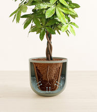 Load image into Gallery viewer, Sage Green stand:all