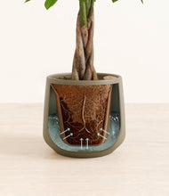 Load image into Gallery viewer, Olive stand:all
