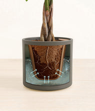 Load image into Gallery viewer, Dark Olive stand:all