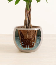 Load image into Gallery viewer, Desert Brown stand:all