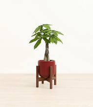Load image into Gallery viewer, Striped Cherry Red stand:walnut