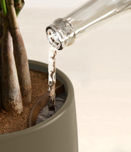 Load image into Gallery viewer, Olive stand:all